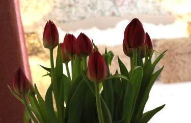 Falkaunest cozy Apartment mit Sauna am Feldberg - Foto 7