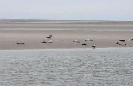 Baie de somme - Foto 8