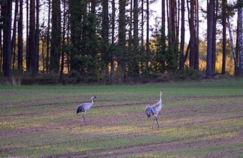 Kaszubska Odskocznia Ostoja Bukowo - Foto 28