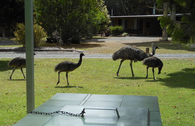 Grampians View Cottages and Units - Photo 33