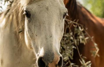 Apartment Casa Norina - Foto 9