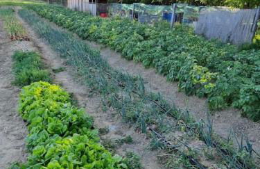 Agriturismo - La capra amaltea - Foto 46