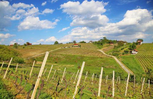 Wine Paradise - Foto 17