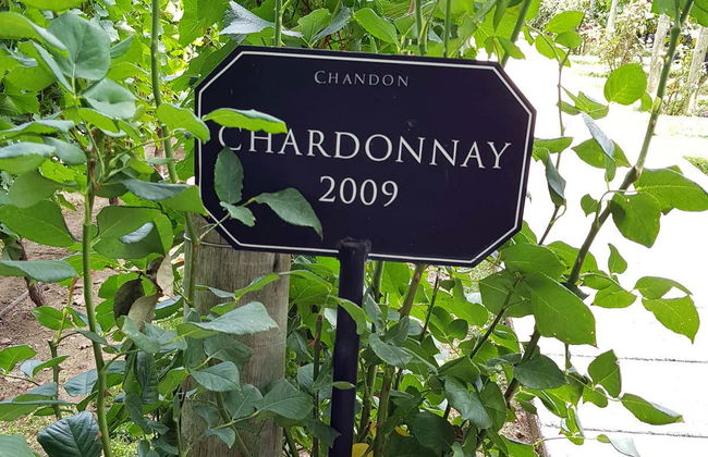 South Luján de Cuyo Wine Region Tour - Photo 6