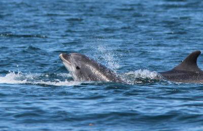 La Tireliere, longère bord de mer avec jardin - Foto 34