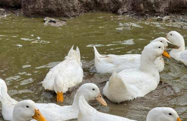 Bucks County Home Farm Philadelphia Dog Friendly - Foto 48