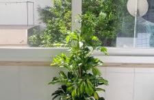 Canto da Rocha Guesthouse - Foto 11