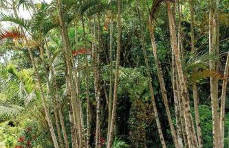 Tranquil 4 bedroom - Foto 18