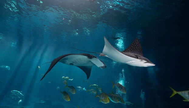 Manta rays at the Georgia Aquarium
