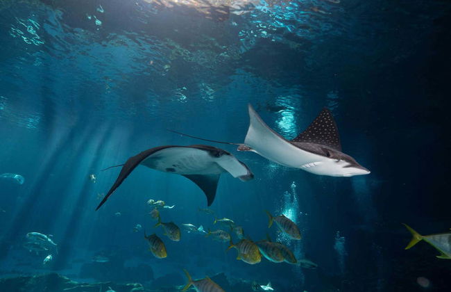 Entrada al Acuario de Georgia - Foto 4