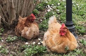 La Tavernetta - Foto 31