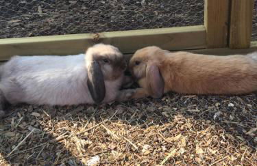 Willow Court Farm-Studio North & Petting Farm, 8 mins from Legoland & Windsor, 15 mins from Lapland UK - Photo 39