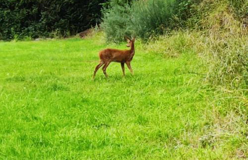 Forest Cabin Retreat - Sleeps 2 - Wifi & Garden - Foto 16