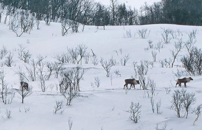 6 Person Holiday Home in Hamnvik - Foto 24