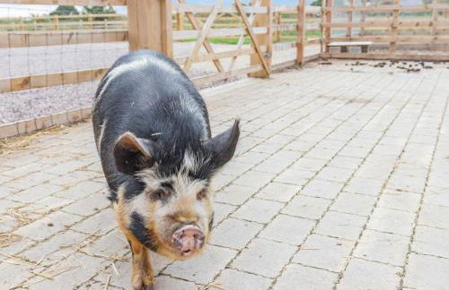 The Old Farmhouse - Foto 34