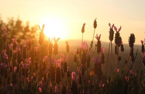 Quinta da Estrela - Foto 66