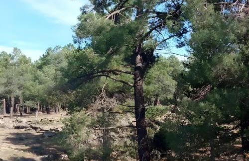 De Brevas A Higos - Foto 30