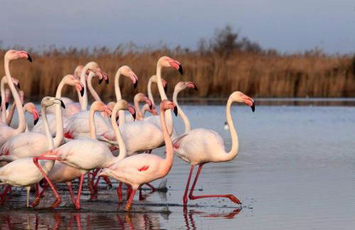Sublime Mas de Lou à 15 minutes d'Arles - Foto 68
