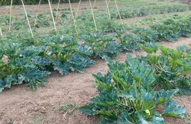 Agriturismo Rossococomero OFFERTA FEBBRAIO! - Foto 34