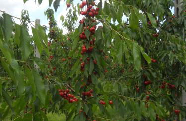 Agriturismo Calderino - Foto 10