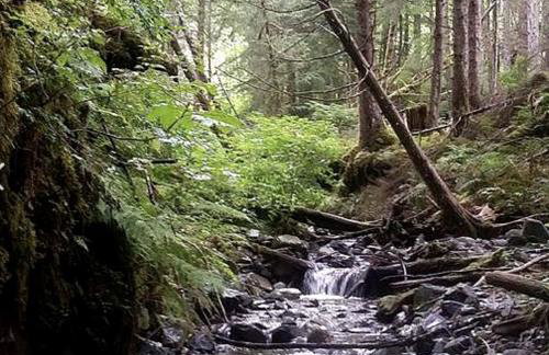 Charming A-Frame Cabin Rental on Prince of Wales Island in Hollis, Alaska - Foto 17