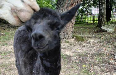 Dworek pod Liwoczem - Foto 50