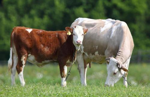 Apartments Jezerane - Studio Apartment - Foto 13