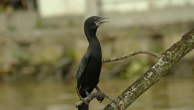 Safari sur le fleuve en anglais - journée complète - Photo 5