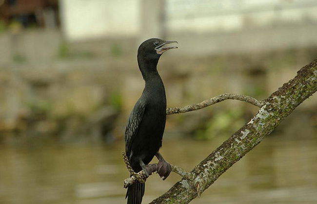 Safari sur le fleuve en anglais - journée complète - Photo 5