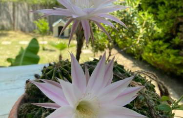 Villa Kampou - Foto 41