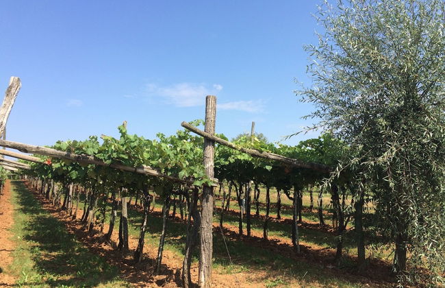 Villa Lavanda in Kriz Sezana With Private Swimpool - Foto 15