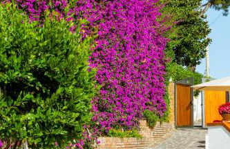 Villa Araucaria - Foto 63