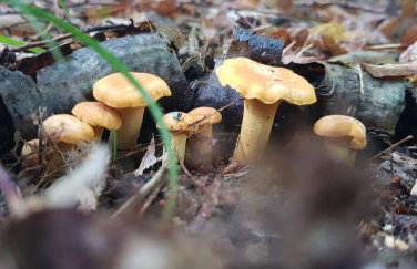 Zdalnie z Lasu - Siedlisko w Puszczy Białowieskiej - Foto 37