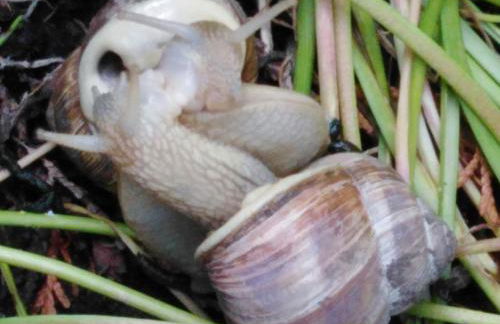 Ferienwohnung mit kleinem Garten - Foto 30