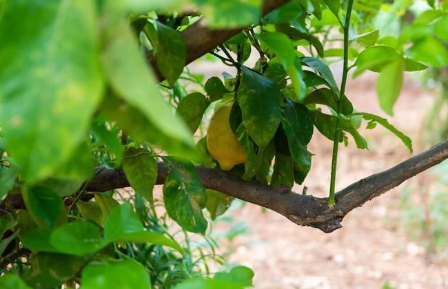 Agriturismo Sant'Andrea - Foto 50