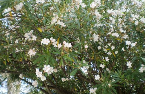 The Little Prince - Photo 32