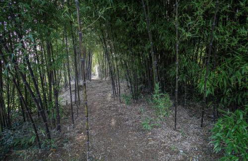 Bosque da Fantasia - Foto 61