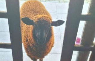 Cabana Suiça - Foto 16