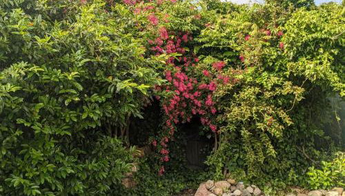 Fewo Muschel - Foto 5, Garden, Garden view