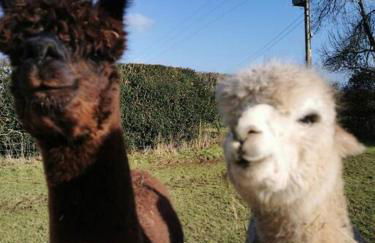 A spacious rural apartment with alpacas to enjoys - Foto 9