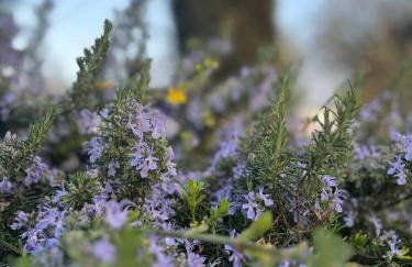 Villa Amici Apartment - Photo 26