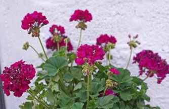 Village Villa, Agios Georgios Grevena - Foto 34