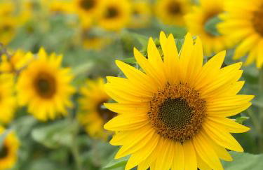 Chata na Zielonym Wzgórzu - Foto 56