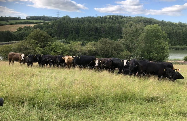 Beautiful 3 Bedroomed Cotswolds Farmhouse - Photo 34