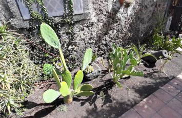 Villa Etna - Foto 32