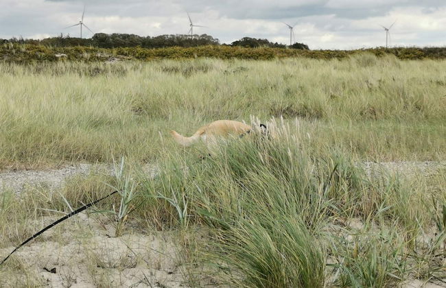 Secluded Holiday Home in Lolland near Sea - Foto 6