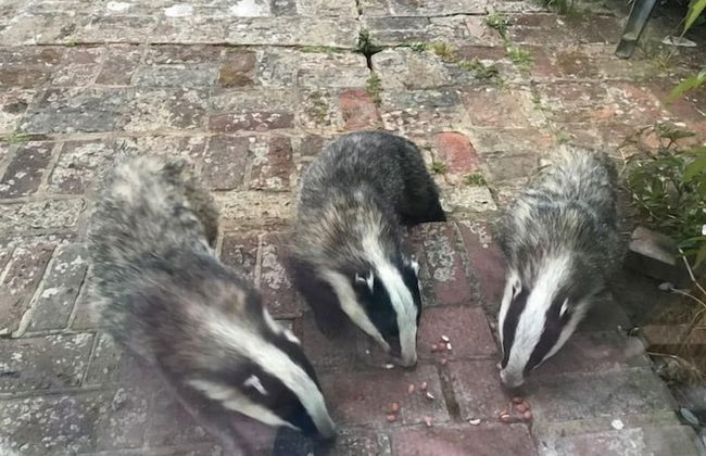 Mole Cottage - Foto 24