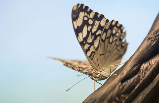 Visita guidata della casa delle farfalle Jardín Mágico - Foto 6