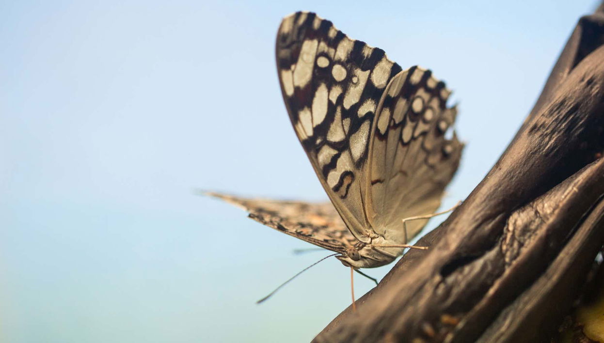 Jardín Mágico Butterfly Farm Tour - Foto 1