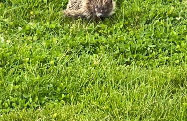 Gamekeepers Cottage - Hot Tub, 2 bed, sleeps 4, private patio, AC, stunning views - Photo 42